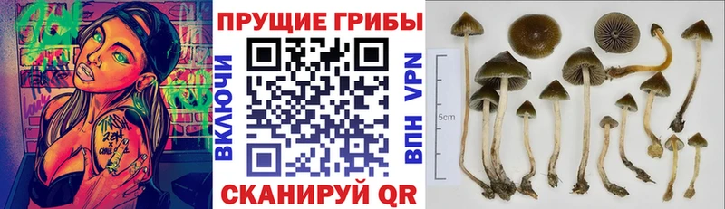 Галлюциногенные грибы MAGIC MUSHROOMS  купить наркоту  МЕГА ссылка  Островной 